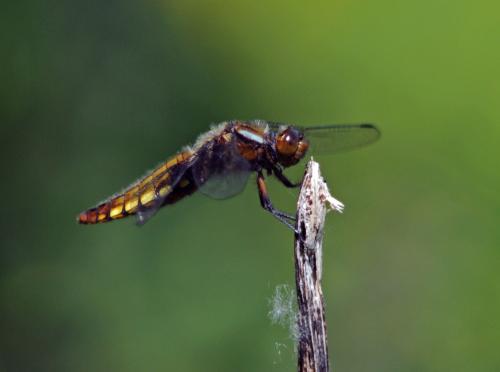 Libellula depressa